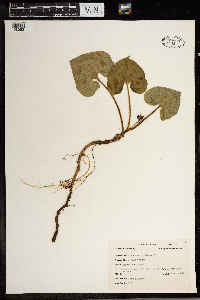 Asarum canadense image