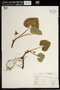 Asarum canadense image