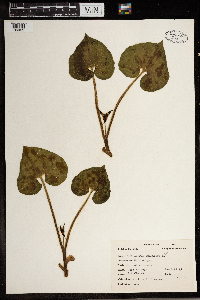 Asarum canadense image