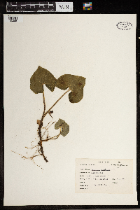 Asarum canadense image