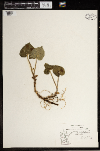 Asarum canadense image