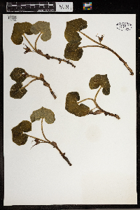 Asarum canadense image