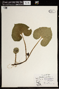 thumbnail image of current specimen