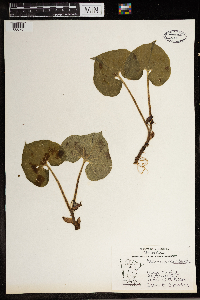 Asarum canadense image