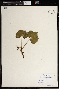 Asarum canadense image