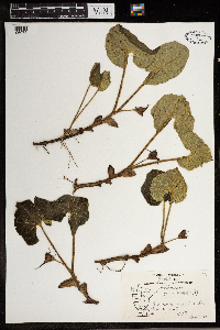 Asarum canadense image