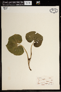 Asarum canadense image