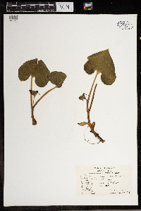 Asarum canadense image