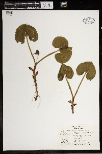 Asarum canadense image