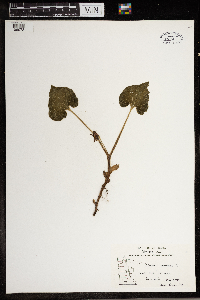 Asarum canadense image