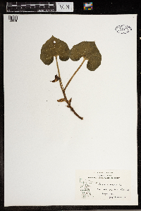 Asarum canadense image