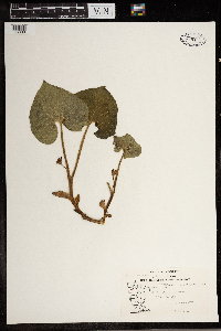 Asarum canadense image