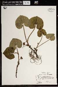 Asarum canadense image