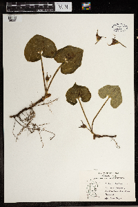 Asarum canadense image