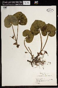 Asarum canadense image