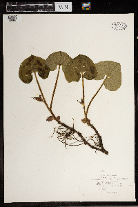 Asarum canadense image