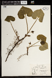 Asarum canadense image