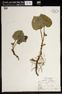 Asarum canadense image