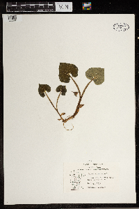 Asarum canadense image