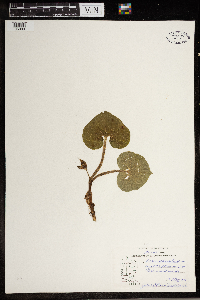 Asarum canadense image