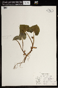 Asarum canadense image