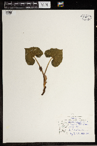 Asarum canadense image