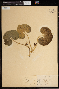 Asarum canadense image