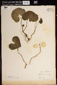 Asarum canadense image