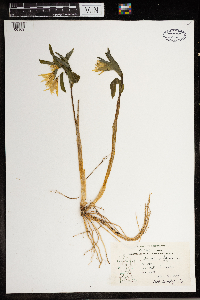 Image of Uvularia perfoliata