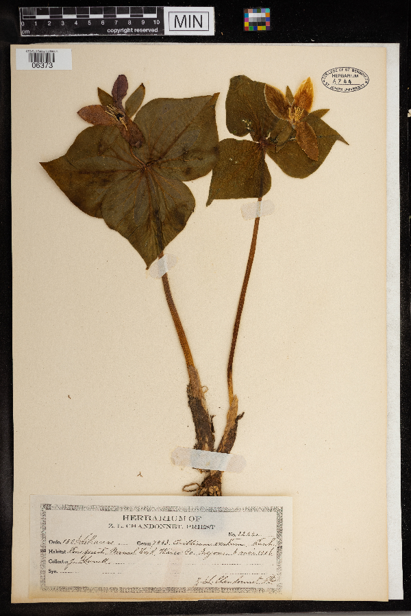 Melanthiaceae image