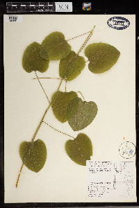 Smilax lasioneura image