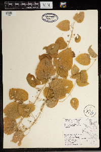 Thumbnail image of current specimen