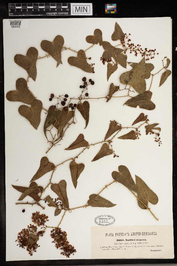 Smilax aspera image