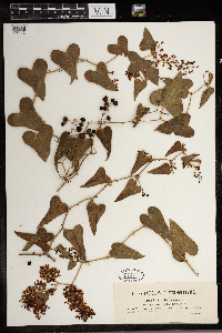 Media resource of Smilax aspera