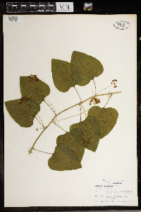 Smilax herbacea image
