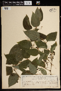 Smilax herbacea image