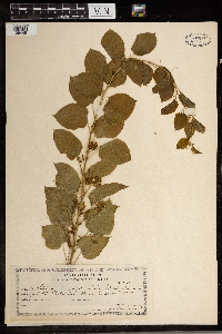 Smilax herbacea image