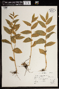 Streptopus amplexifolius image