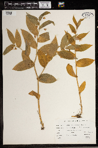 Streptopus amplexifolius image