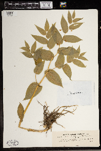 Streptopus amplexifolius image