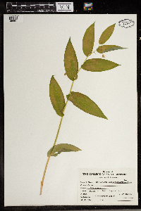 Streptopus amplexifolius image