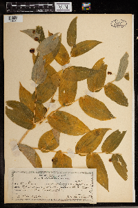 Streptopus amplexifolius image