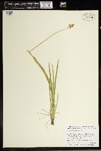 Triantha glutinosa image