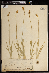 Triantha glutinosa image