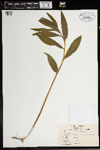 Maianthemum stellatum image