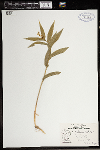 Maianthemum stellatum image