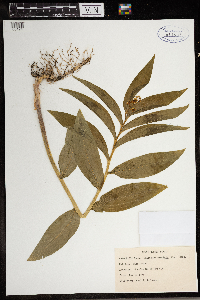 Maianthemum stellatum image