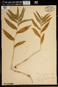 Maianthemum stellatum image