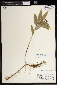 Maianthemum stellatum image