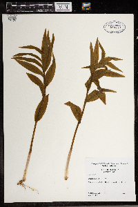 Maianthemum stellatum image